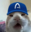 dsfadasf icon