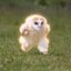 Running Owl icon