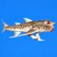 Galápagos Batfish icon