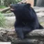 bearking icon