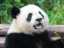中国熊猫 icon