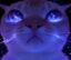 ¥¥RQ icon