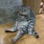 Code name: Cat icon