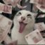 Greedy Cat icon