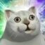 Internet Cat icon