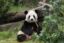 福双 icon