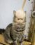 Garlic Cat icon