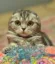 Folklore Kitty icon