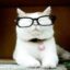catturd icon