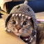 Shark Cat icon