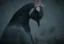 The Depressed Pigeon icon
