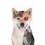 Artificial Inu icon