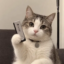 Ledger Cat icon