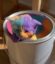 Rainbow Cat icon