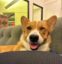 The Corgi icon