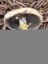 Stropharia rugosoannulata icon