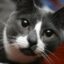 Sockington Cat icon