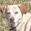 Traveler The Dog icon
