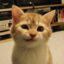 First bitcoin cat icon