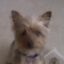 Tinkerbelle icon