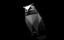 owl icon