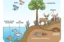 Ecosystem icon