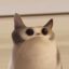 meepcat icon