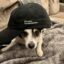 e/acc dog icon