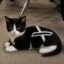 XCAT icon