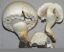 Agaricus arvensis icon