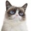 Grumpy Cat icon