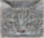 deep learning cat icon