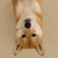 Inversinu icon
