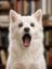 WDOG icon
