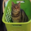 Basket Cat icon