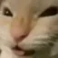 Muhehe Cat icon