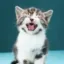 Meow icon