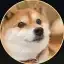 4D DOG icon