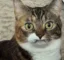 frowncat icon