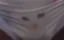 MERCY THE CAT icon