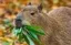 Bru icon