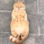 BeTiredCat icon