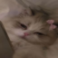 CatOnfone icon