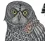 THE OWL IS READING AND LEARNING icon