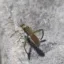 Himothythebug icon