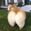 Burning Dog Butt Gif icon