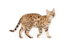 Ocicat CAT icon