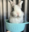 Rabbit in a Bowl icon