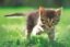 Cured Cat icon