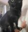 The Slop Cat icon